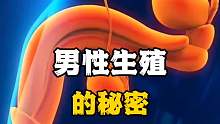 男性生殖的秘密，你了解吗