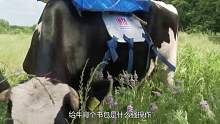 给牛背个背包，就为了收集它排放的屁，可减缓全球变暖