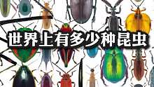 世界上有多少种昆虫