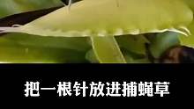 把一根针放进捕蝇草里，它还敢吃吗？