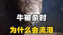 牛被杀时为什么会流泪，你知道吗