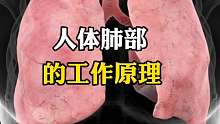 肺的工作原理