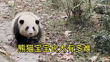 大熊猫从小长到大经历了九九八十一难！