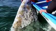 巨大的座头鲸跳出水面求助人类帮助清理身上的藤壶
