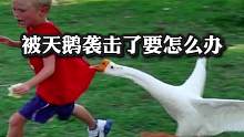 被天鹅袭击了怎么办