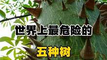 世界上最危险的五种树，你知道几种
