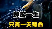 蜉蝣一生只有一天寿命，你了解它吗