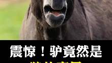 驴竟然是狼的克星，你知道吗？