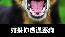如果你遭遇恶狗，应该怎么办