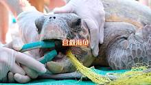 红海龟被网缠住，误吞鱼网，好心人耐心救助