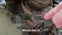 乌龟咬到手为什么不松开，如何让它松口，其实方法不难03