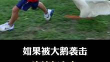 你们有没有被大鹅袭击过~