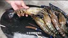 亚洲虎虾在美国体型跟手臂一样粗，网友调侃：在我国活不到成年03