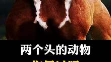神奇的两个头的动物