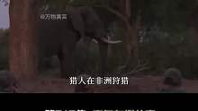 猎人在非洲狩猎，大象身中数枪依旧逃跑，5吨大象瞬间被大象分食完02