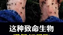 遇见这种东西赶紧跑！