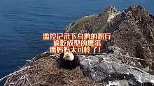 监控记录下乌鸦的恶行，偷吃成型的鹰蛋，鹰妈妈太可怜了