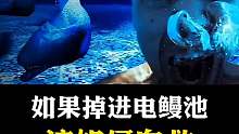 掉进电鳗池，后果会怎么样？