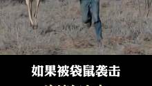 被袋鼠袭击，你会怎么做？