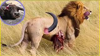 狮子的糟糕一天，狮子在狩猎时受重伤的11时刻!