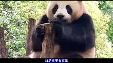 一只大熊猫能有多贱兮兮，七仔200多斤的体重，有800个心眼子03