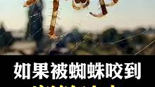 不幸被蜘蛛咬到该怎么办？