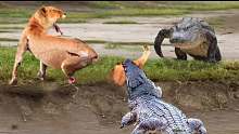 鳄鱼上岸挑战狮子，结局出乎意料，疯狂的野生动物攻击!
