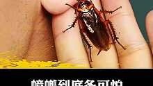 消灭蟑螂的好办法是怎么样的？