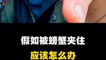 假如被螃蟹夹住应该怎么办，你知道吗