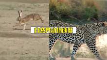 自然界最快的是什么动物呢？