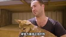 第2集 澳洲野狗泛滥成灾，为什么澳方不制止这个难题呢？