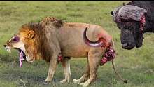 尽管队友在场，布法罗还是独自残忍地消灭了狮子，疯狂非洲水牛!