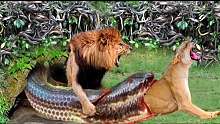 死亡陷阱!雄狮哭着抓伤，从凶猛的巨蛇手中救出雌狮!