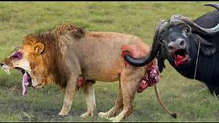 水牛如此强大和凶猛，狮子王无法保住它们的生命，攻击和折磨狮子