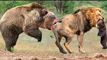 我的天啊!熊妈妈看到自己的孩子被狮子袭击后的残酷报复！