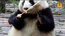 第3集 震惊，大熊猫也能私人认养？认养之后有什么特权吗？
