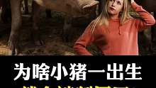 小猪为什么会被割尾巴？