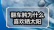 翻车鲀为什么喜欢晒太阳？
