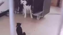 猫和狗到底谁厉害