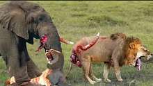 凶猛的母象用她巨大的象牙击倒狮子以保护她的幼崽，狮子狩猎象