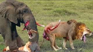 凶猛的母象用她巨大的象牙击倒狮子以保护她的幼崽，狮子狩猎象