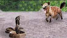 蛇后悔攻击鬣狗!蛇的猎物在行动，野生动物攻击