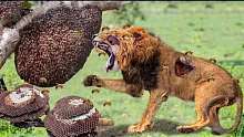 愚蠢的狮子因愚蠢地破坏黄蜂巢而遭受悲惨结局-黄蜂攻击狮子王!