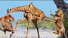 母亲的力量!长颈鹿独自击败一群狮子，暴食狮子的痛苦结局!