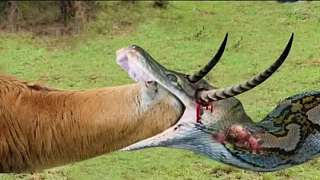发生了什么事不幸的蟒蛇被黑斑羚的尖角刺伤了头部