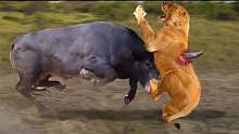 多么美妙!水牛击败狮子，从猛烈的追击中救出战友，惊人水牛城!