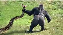 惊人!大猩猩与蟒蛇最聪明的动物和最可怕的掠食者的战斗!