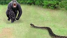 巨蟒袭击猴子的恐怖时刻，太残忍了!野生动物袭击!