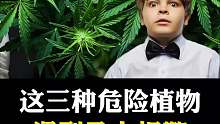 当你看到这三种危险植物，请马上报警！