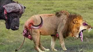 当狮子被水牛袭击和折磨时，非洲最危险的猎物感到害怕!